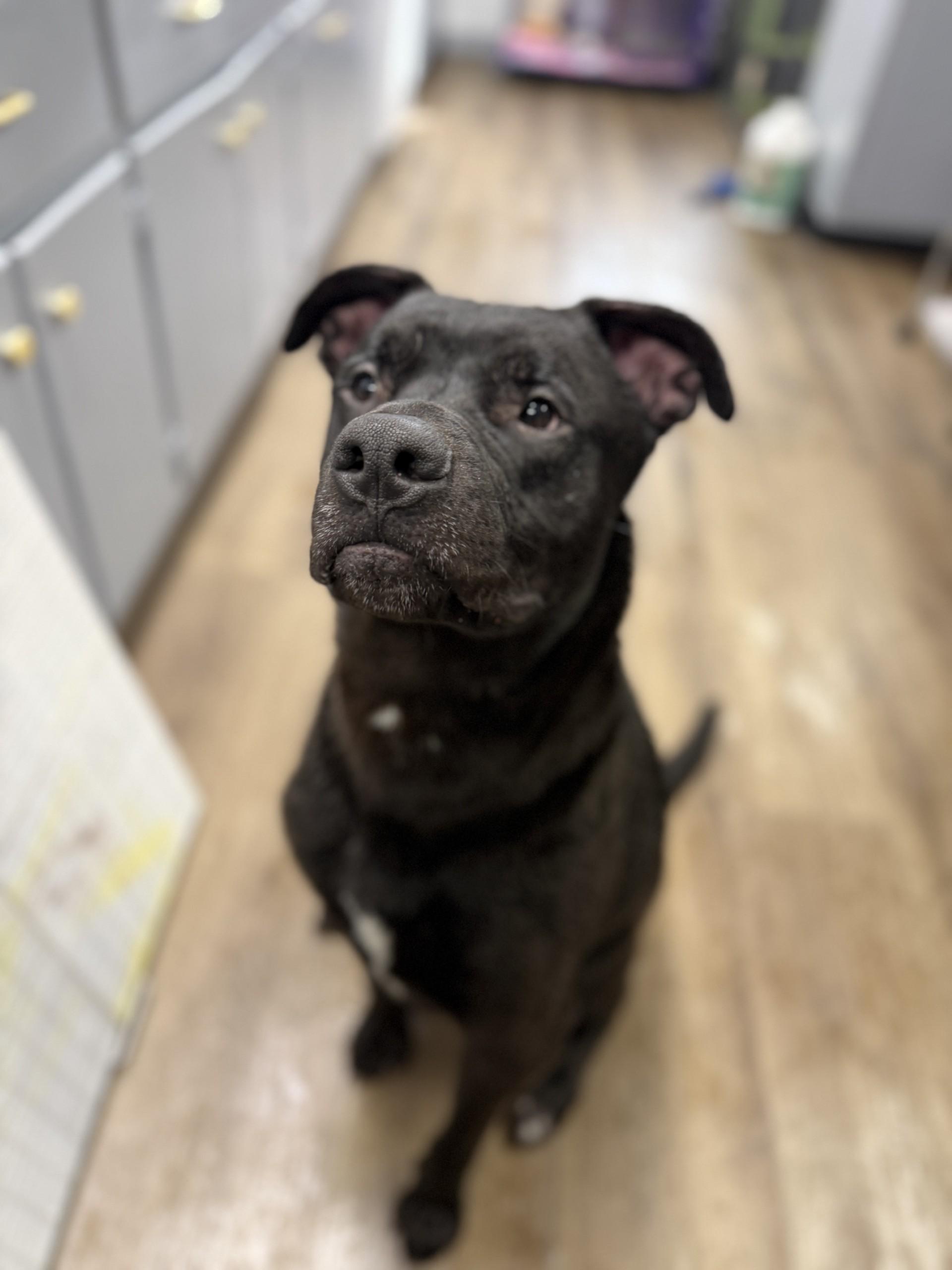 Boone , ADOPTABLE, Adult Male Pit Bull Terrier & Labrador Retriever.