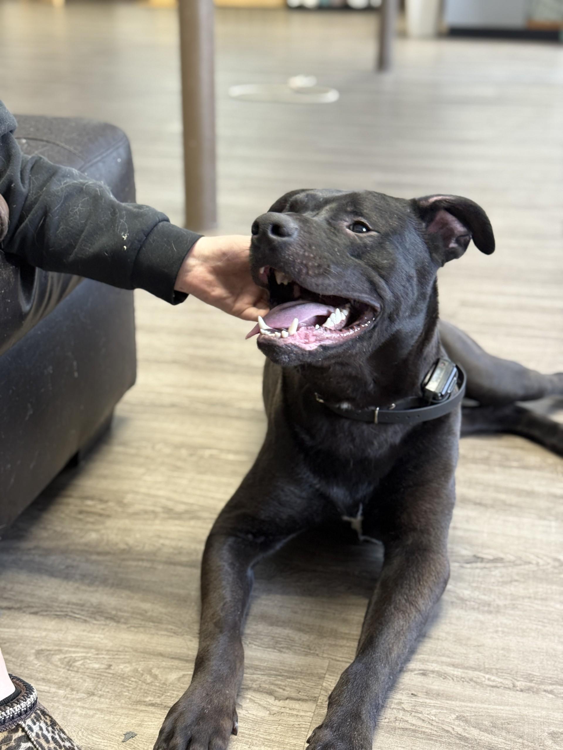 Boone , ADOPTABLE, Adult Male Pit Bull Terrier & Labrador Retriever.