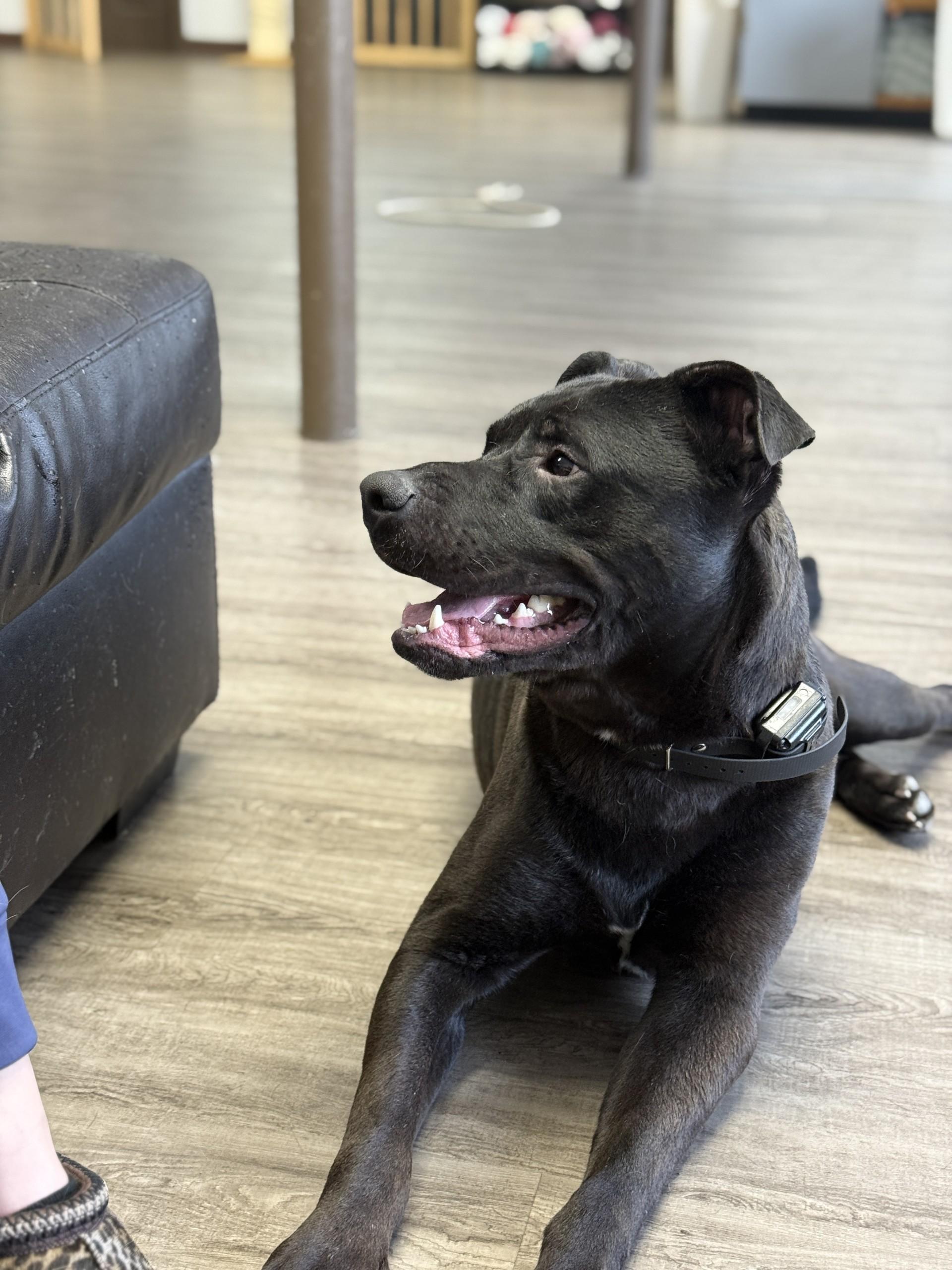 Boone , a ADOPTABLE mixed breed in Orleans, VT image 5/5