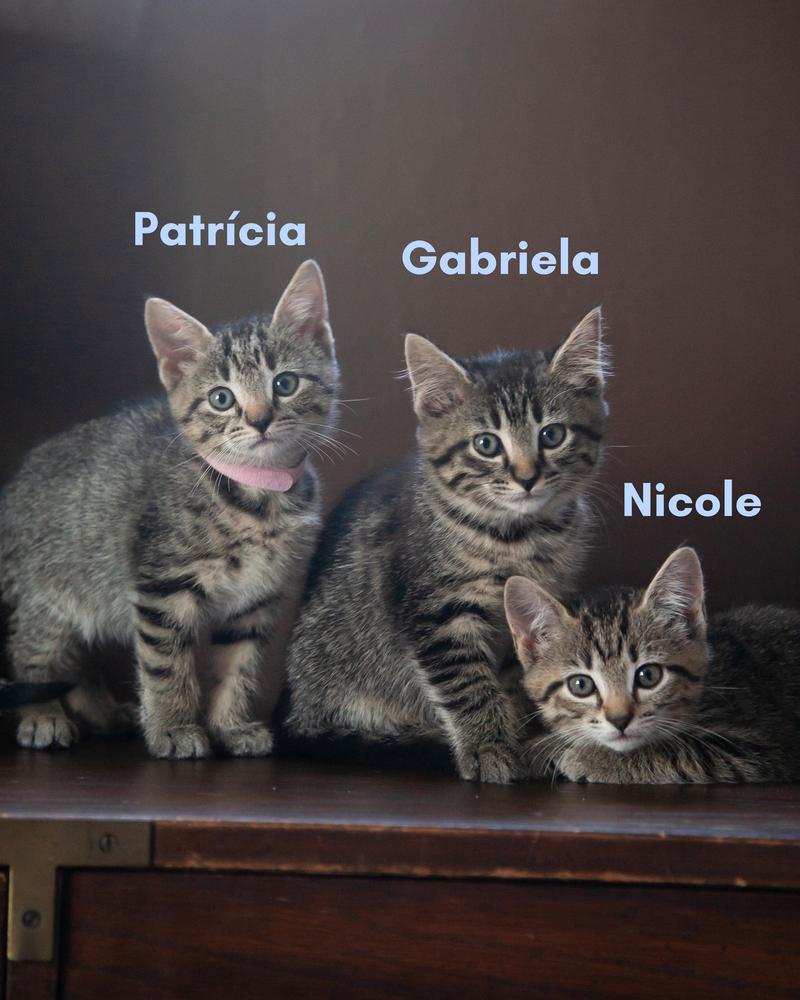 Enlarge Patricia, a ADOPTABLE Domestic Short Hair in Franklin, TN image 4/6