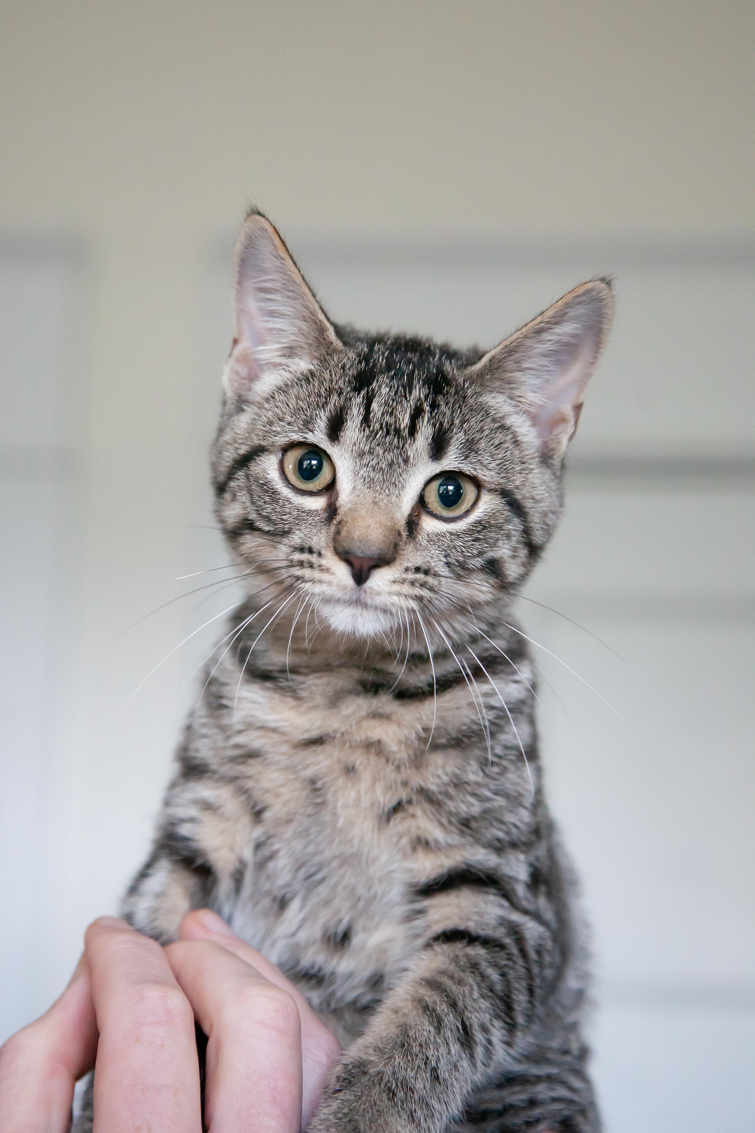 Patricia, ADOPTABLE, Young Female Domestic Short Hair.