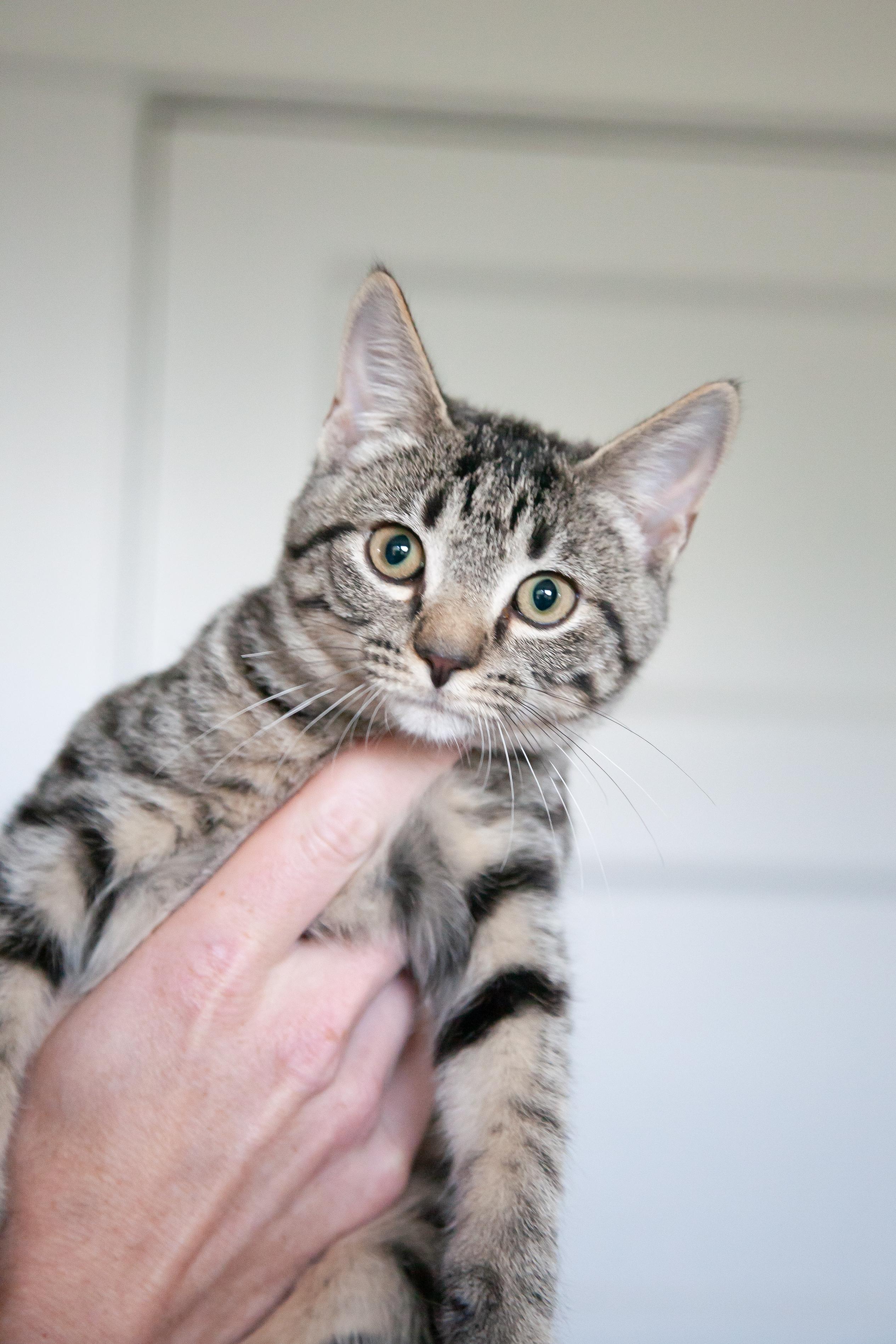 Enlarge Patricia, a ADOPTABLE Domestic Short Hair in Franklin, TN image 2/6