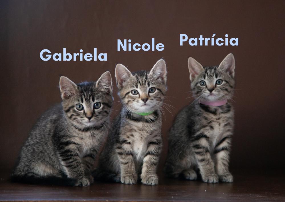 Enlarge Patricia, a ADOPTABLE Domestic Short Hair in Franklin, TN image 3/6