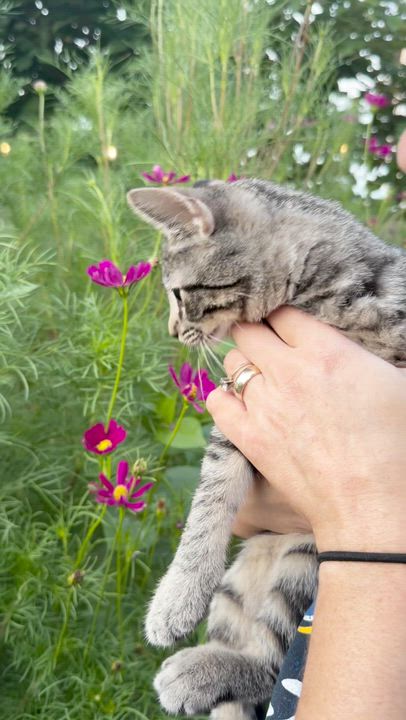 Enlarge Patricia, a ADOPTABLE Domestic Short Hair in Franklin, TN video 5/6