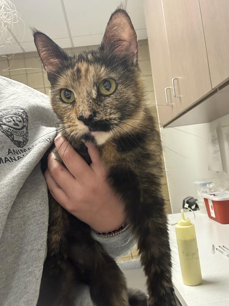 Enlarge Bernie, a Adoptable mixed breed in Greenfield, IN image 1/1