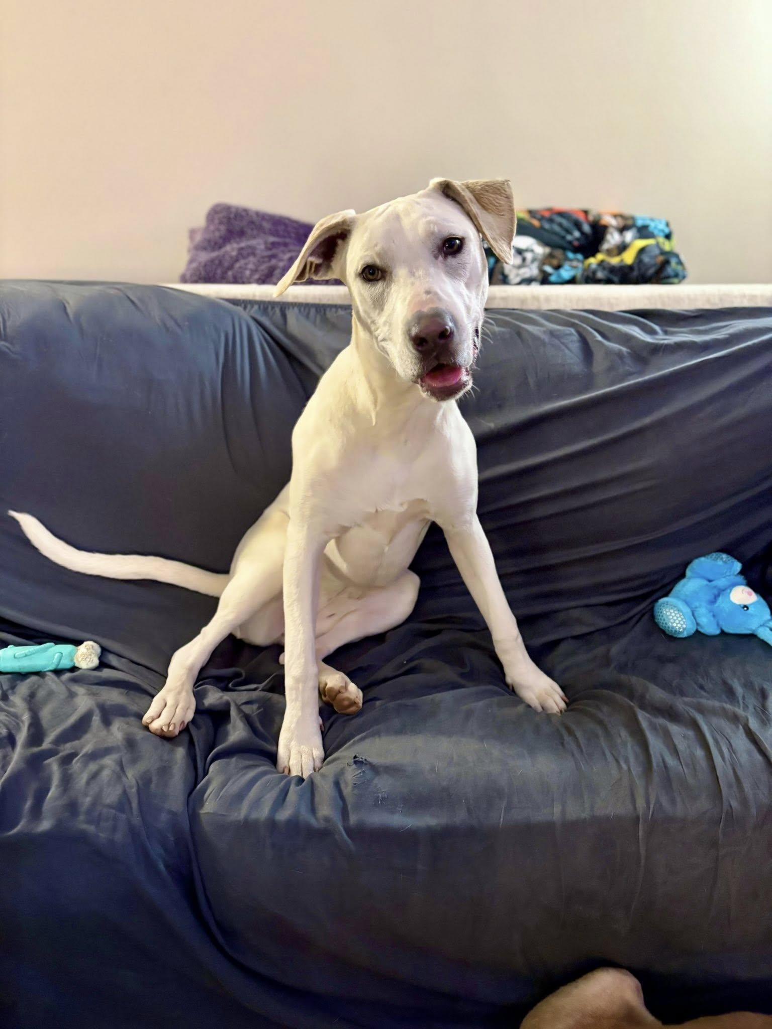 Enlarge Pearl, a Adoptable Retriever in Greenville, SC image 2/3