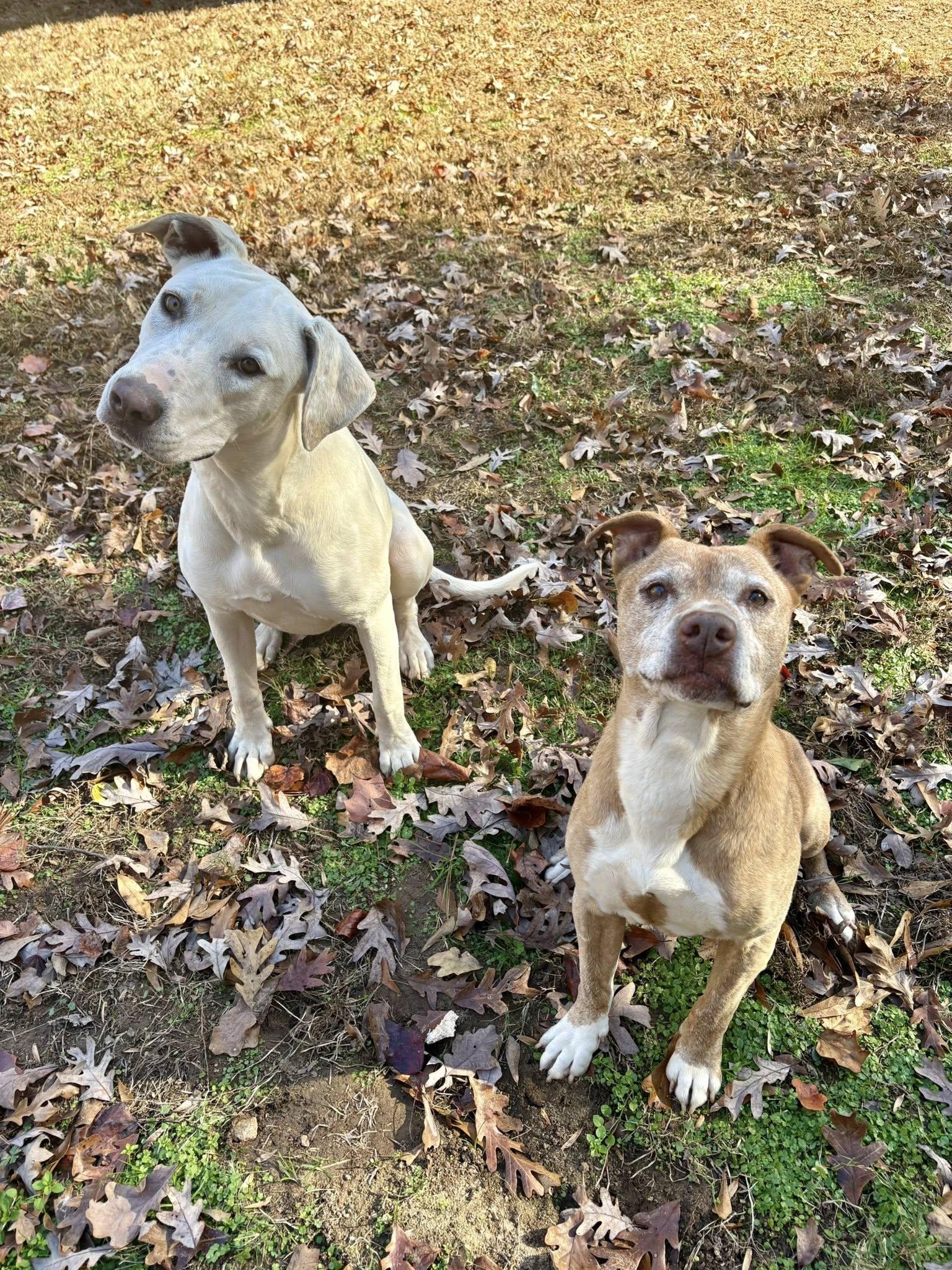 Enlarge Pearl, a Adoptable Retriever in Greenville, SC image 3/3