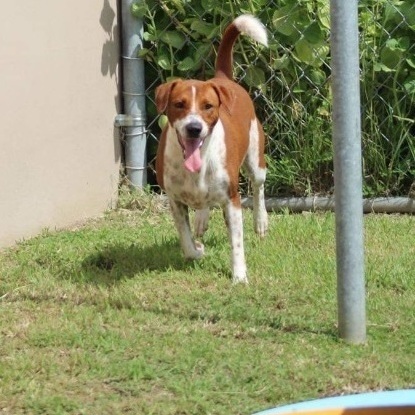 Enlarge Tania, a Adoptable Hound in Baltimore, MD image 3/6