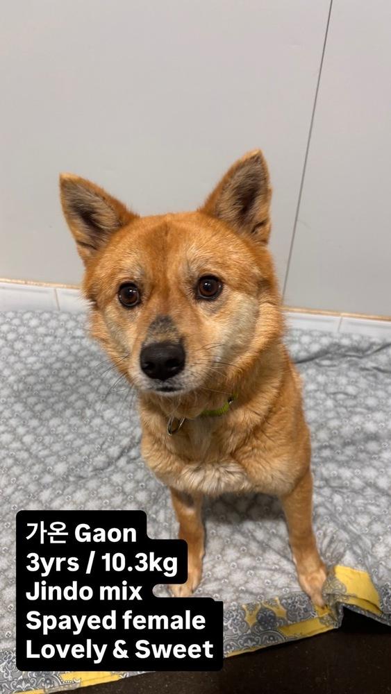 Enlarge GAON, a Adoptable Jindo in Long Island City, NY image 1/1