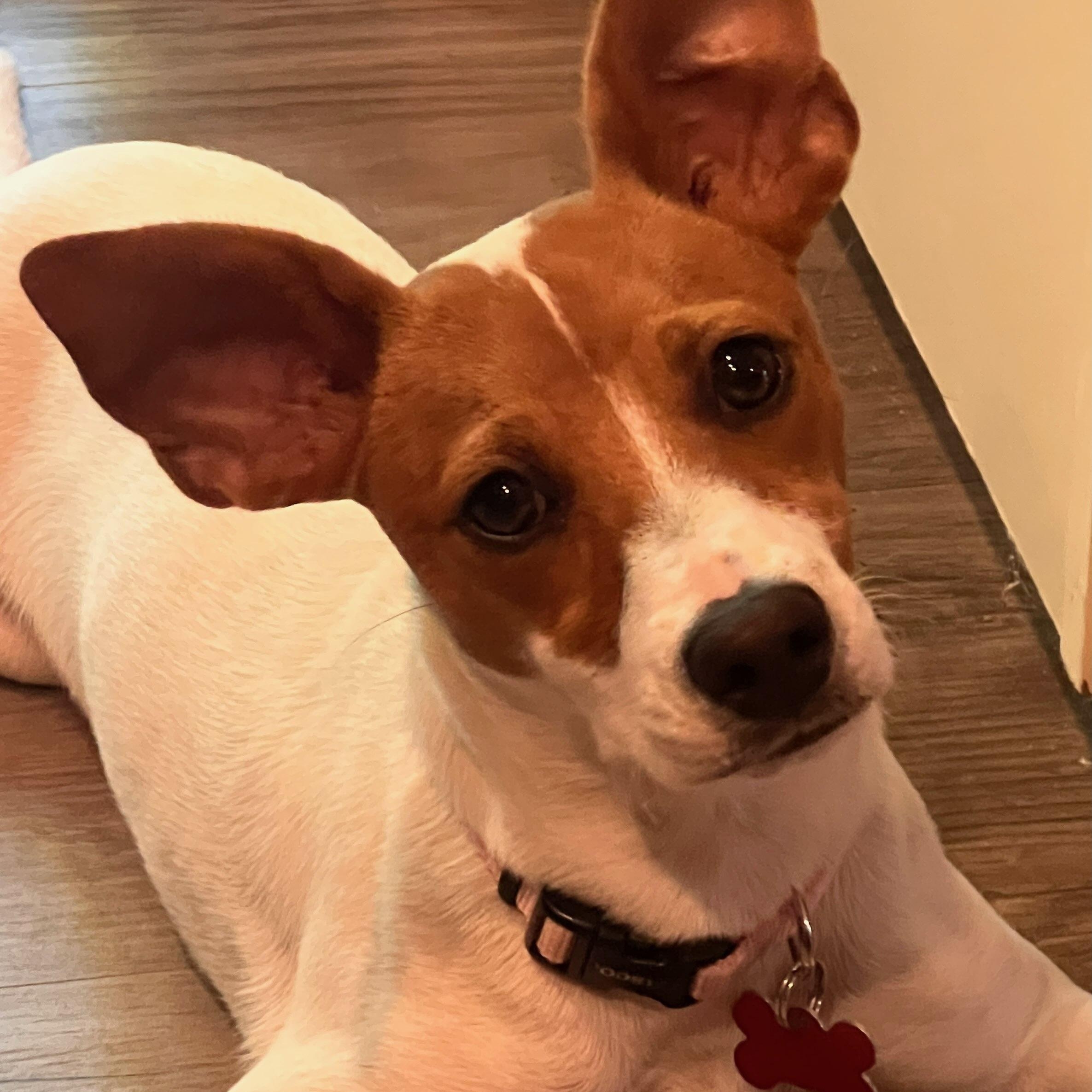 Maple, a ADOPTABLE mixed breed in Key Largo, FL image 5/6