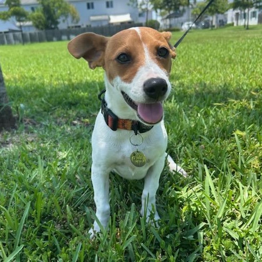 Maple, a ADOPTABLE mixed breed in Key Largo, FL image 1/6