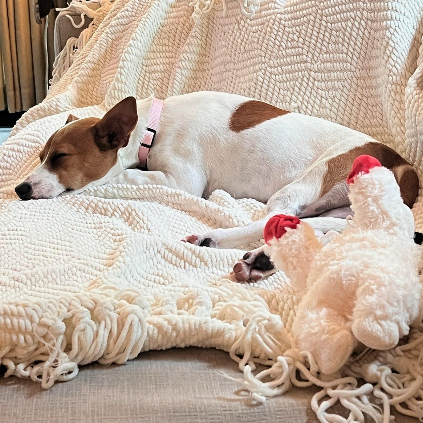 Maple, a ADOPTABLE mixed breed in Key Largo, FL image 3/6