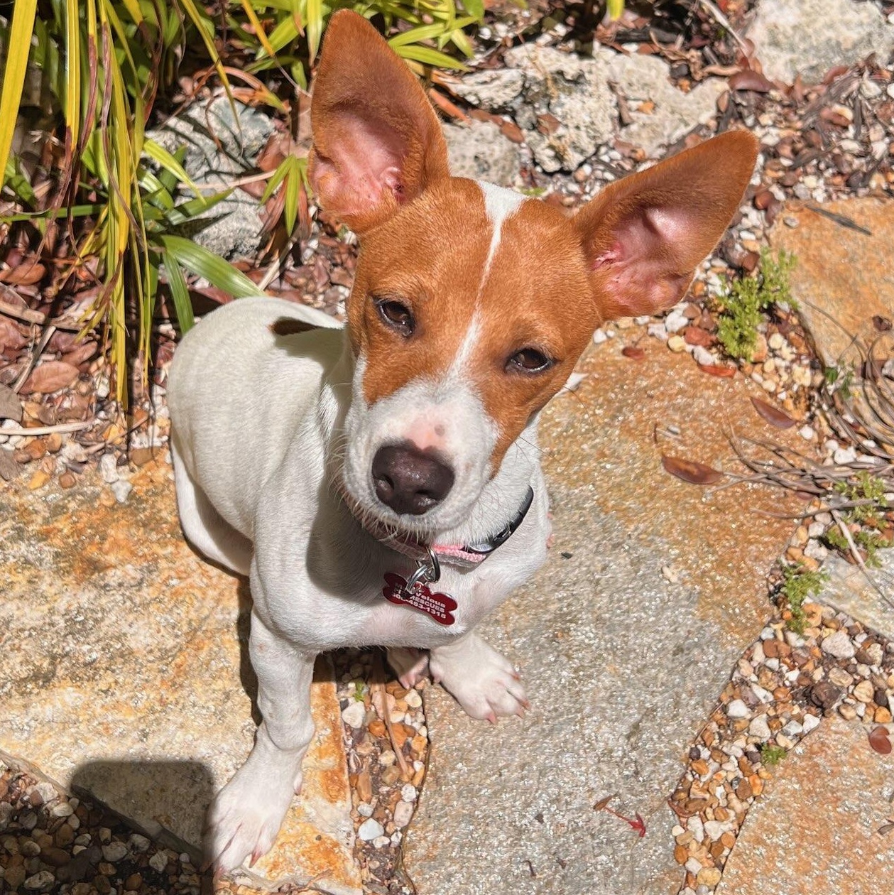 Maple, a ADOPTABLE mixed breed in Key Largo, FL image 6/6