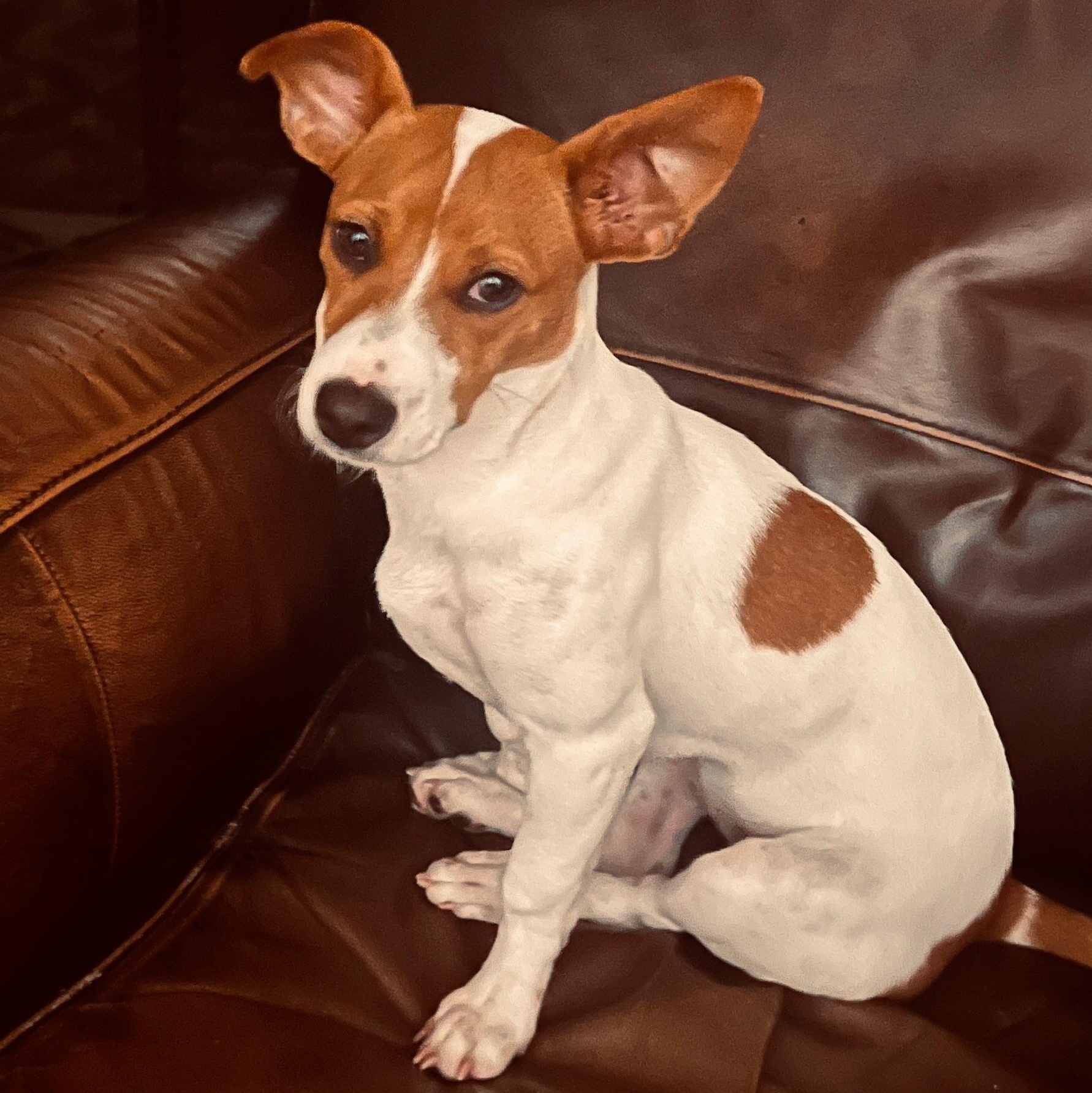 Maple, a ADOPTABLE mixed breed in Key Largo, FL image 4/6
