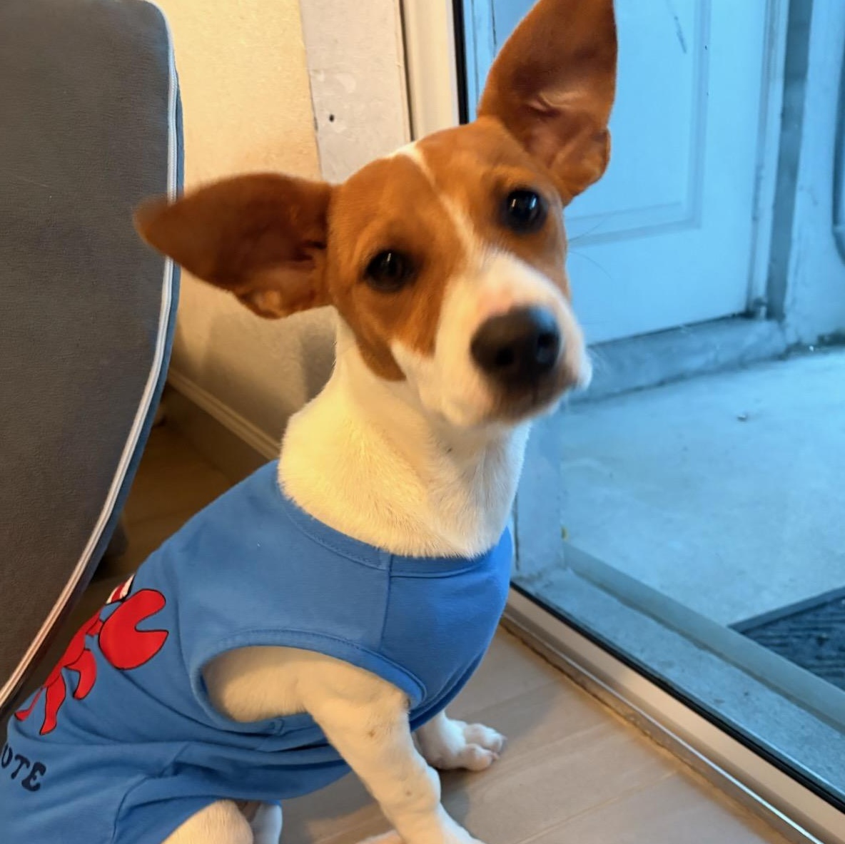 Maple, a ADOPTABLE mixed breed in Key Largo, FL image 2/6