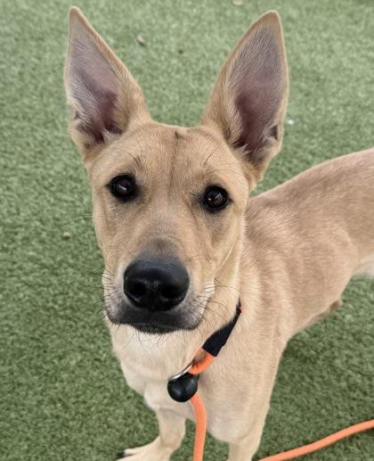 Enlarge Alma, a Adoptable mixed breed in Grapevine, TX image 1/1