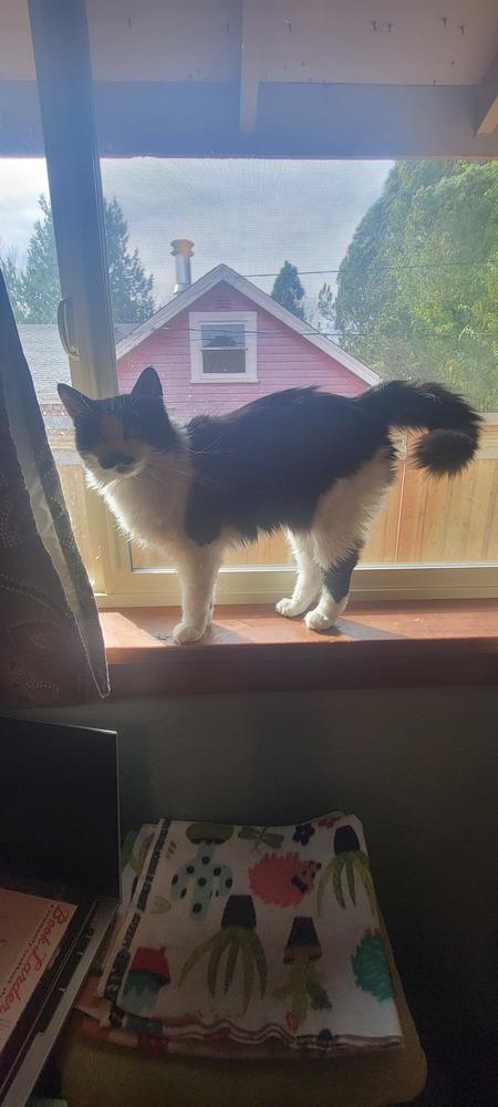 Enlarge Inari, a Adoptable Domestic Long Hair in Bellingham, WA image 1/3