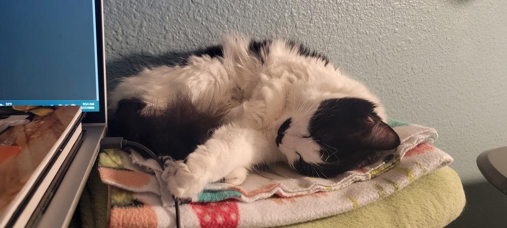 Enlarge Inari, a Adoptable Domestic Long Hair in Bellingham, WA image 2/3