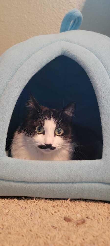 Enlarge Inari, a Adoptable Domestic Long Hair in Bellingham, WA image 3/3