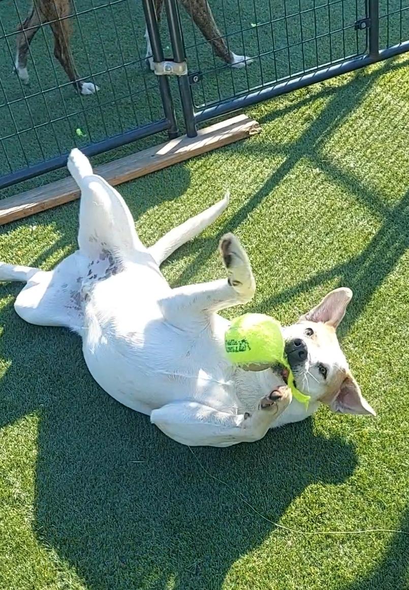 Romo, a Adoptable mixed breed in Dallas, TX image 2/6