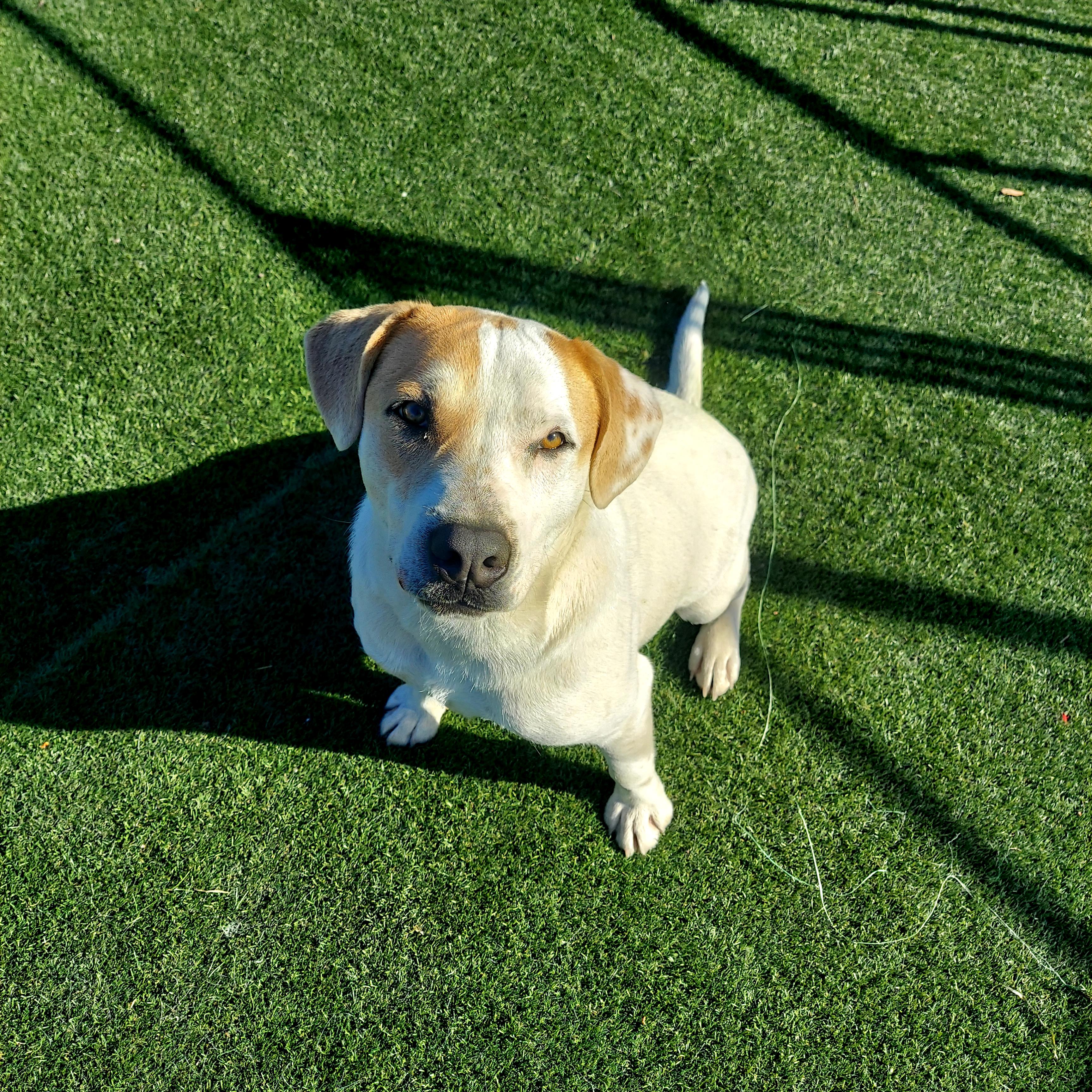 Romo, a Adoptable mixed breed in Dallas, TX image 3/6