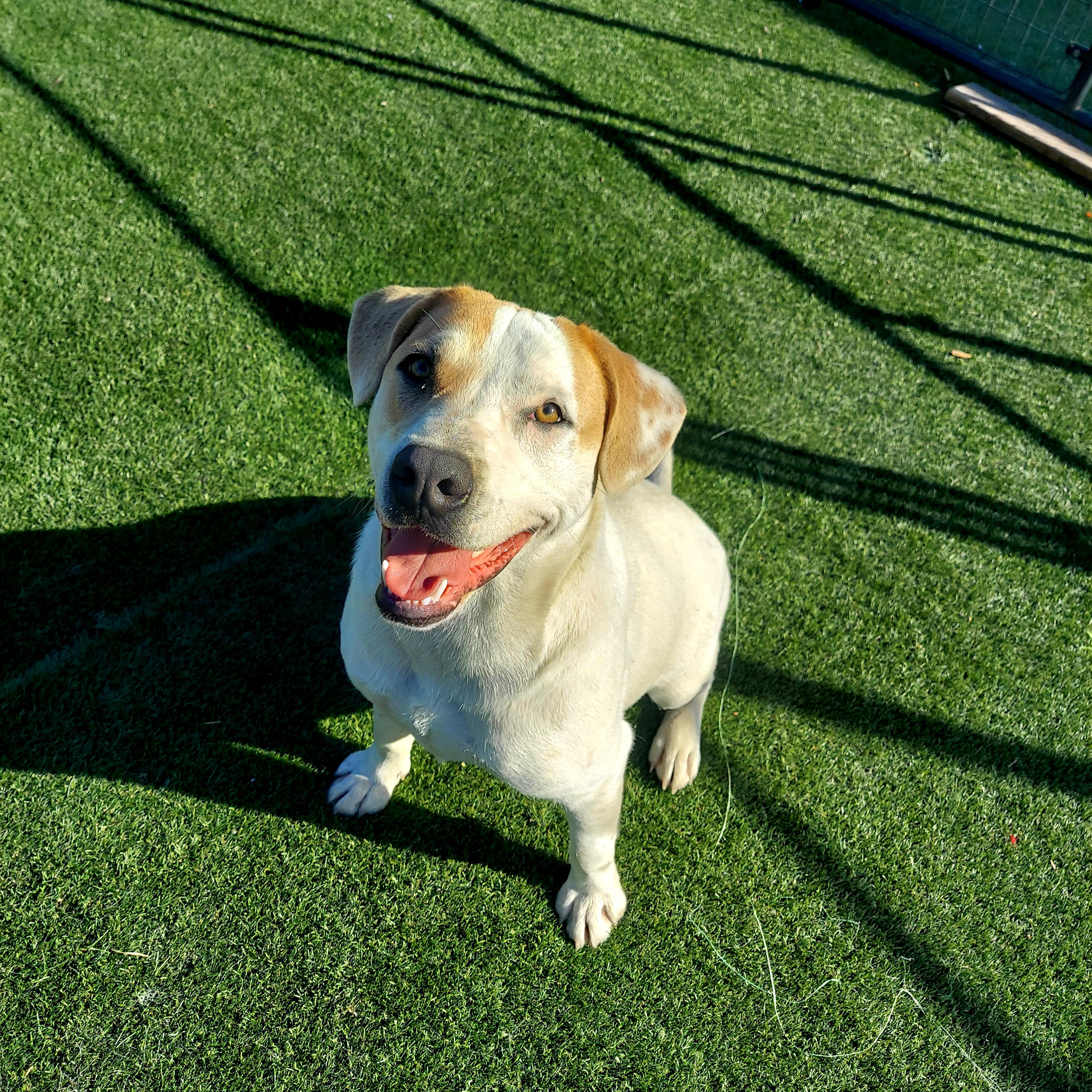 Romo, a Adoptable mixed breed in Dallas, TX image 1/6