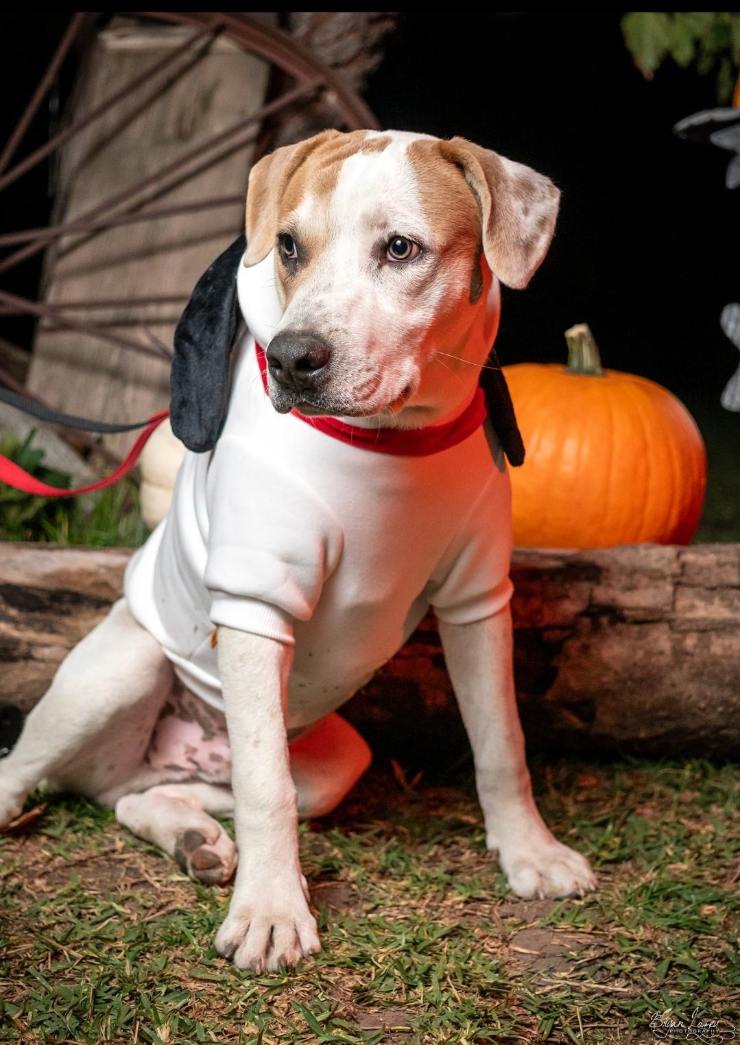 Romo, a Adoptable mixed breed in Dallas, TX image 5/6