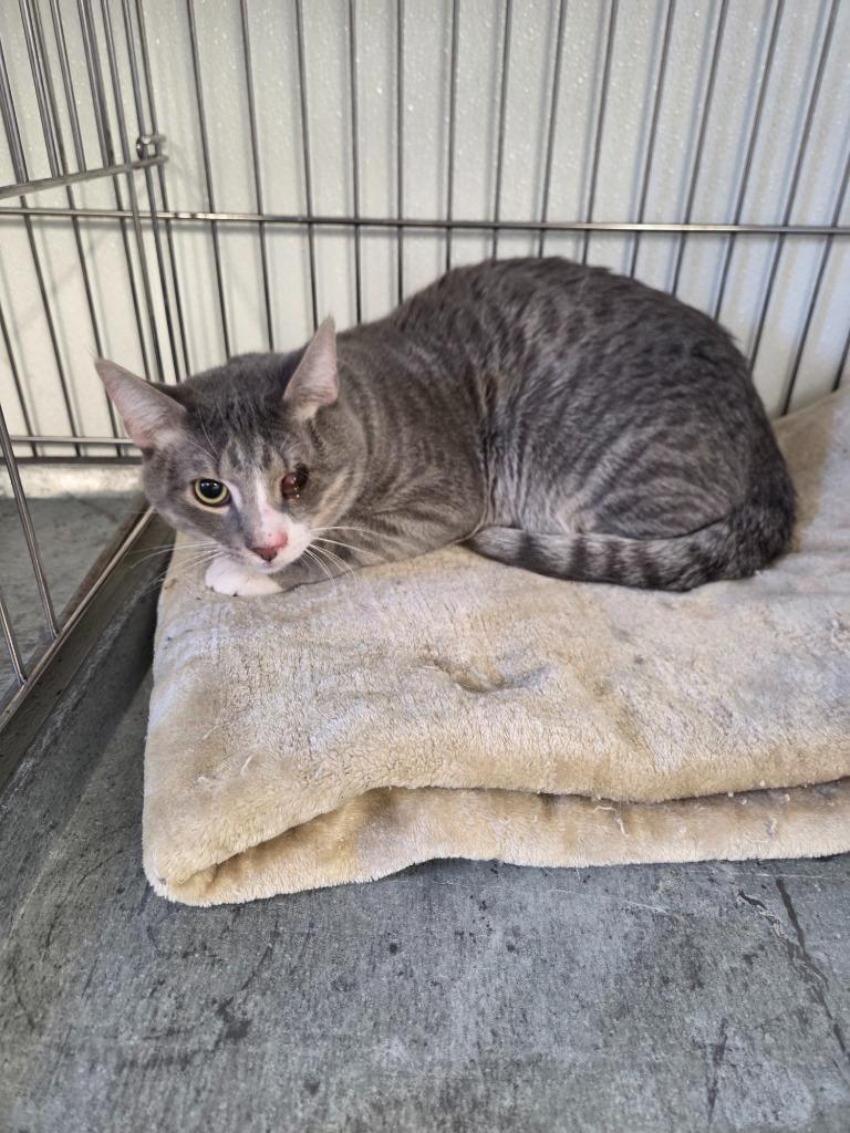 Timmy, Adoptable, Young Male Domestic Short Hair.