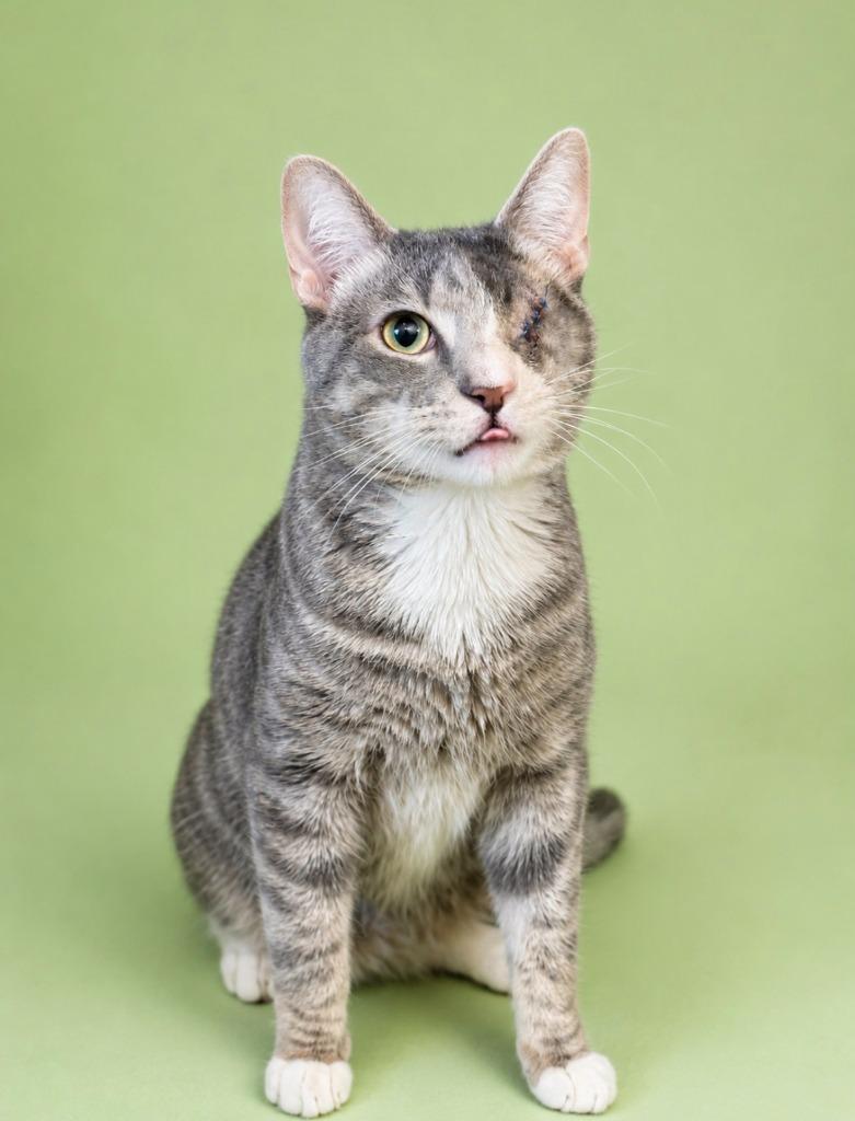 Enlarge Timmy, a Adoptable mixed breed in Rock Springs, WY image 2/3