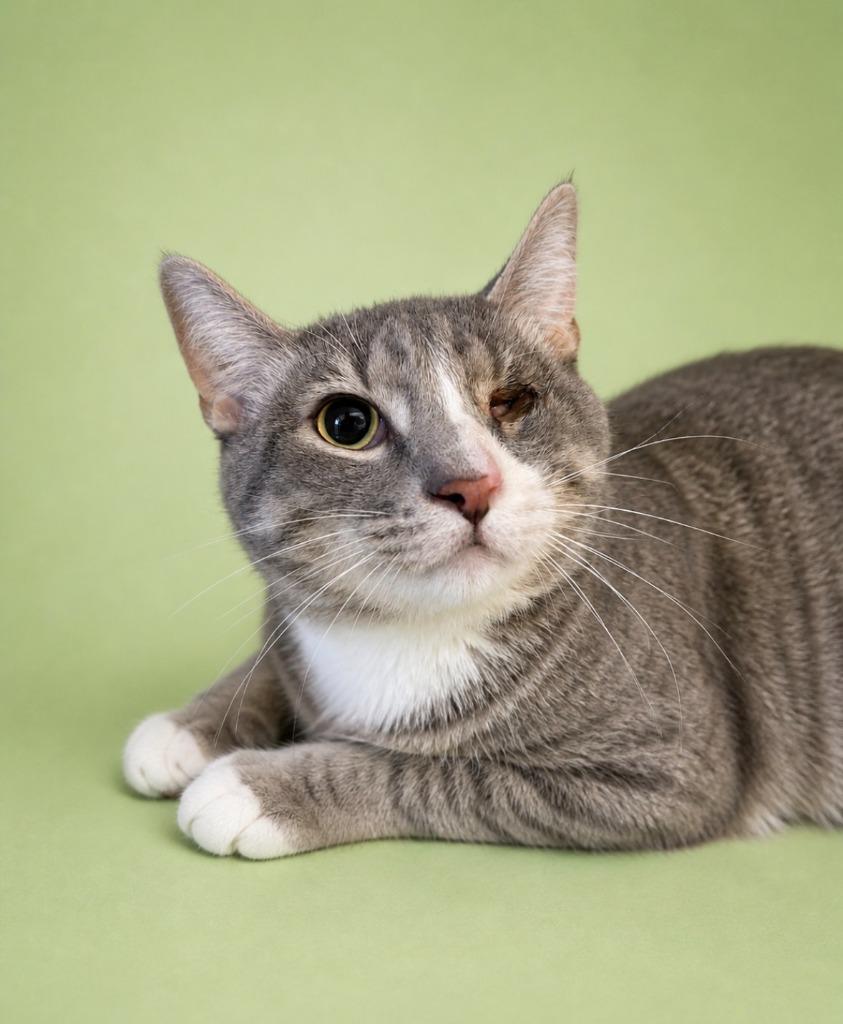 Enlarge Timmy, a Adoptable mixed breed in Rock Springs, WY image 3/3