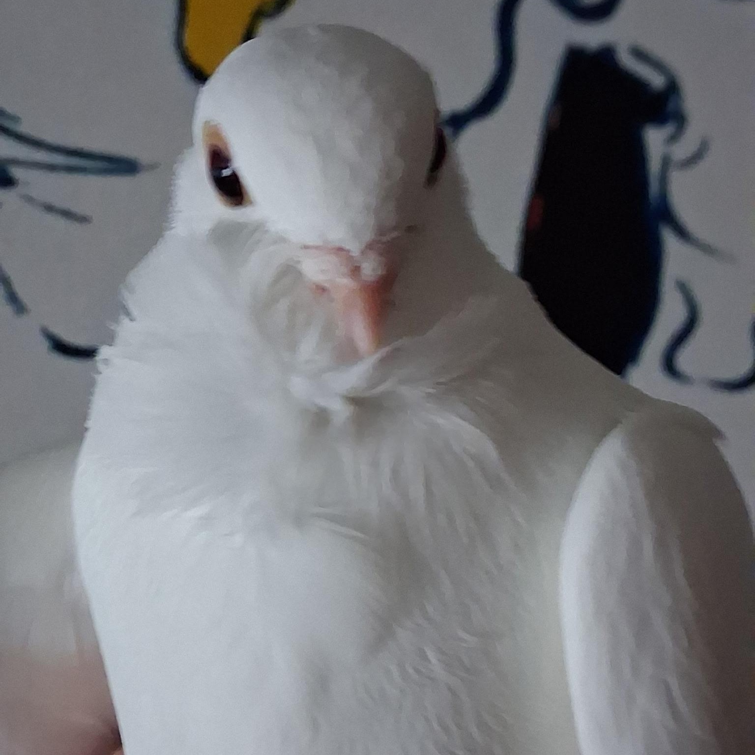 Enlarge Ottowa, an adopted Pigeon in Chicago, IL image 3/3