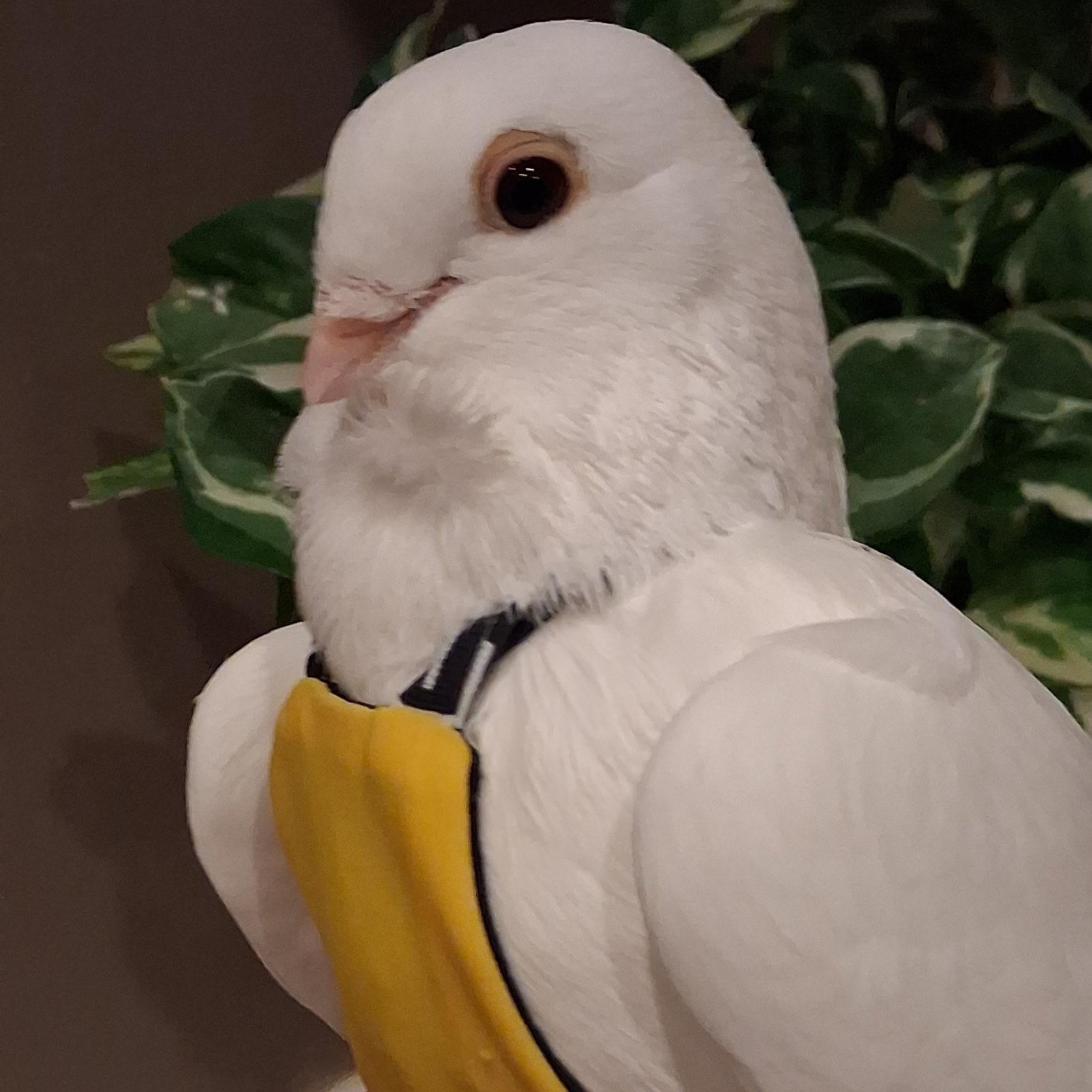 Enlarge Ottowa, an adopted Pigeon in Chicago, IL image 2/3