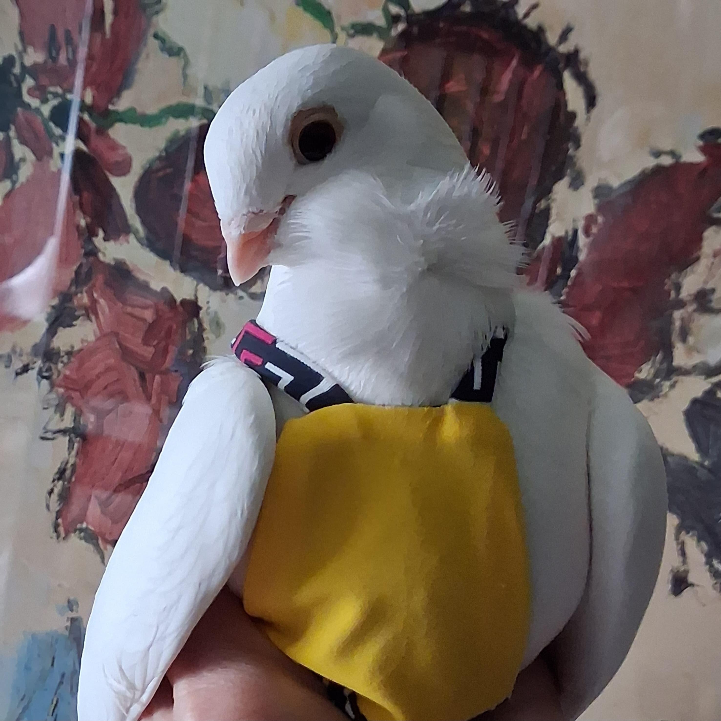 Ottowa, adopted, Adult Male Pigeon.