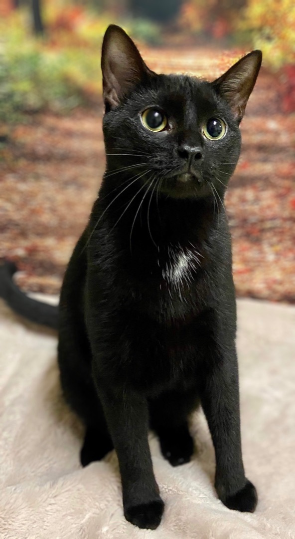 Gemini, Adoptable, Adult Male Domestic Short Hair.