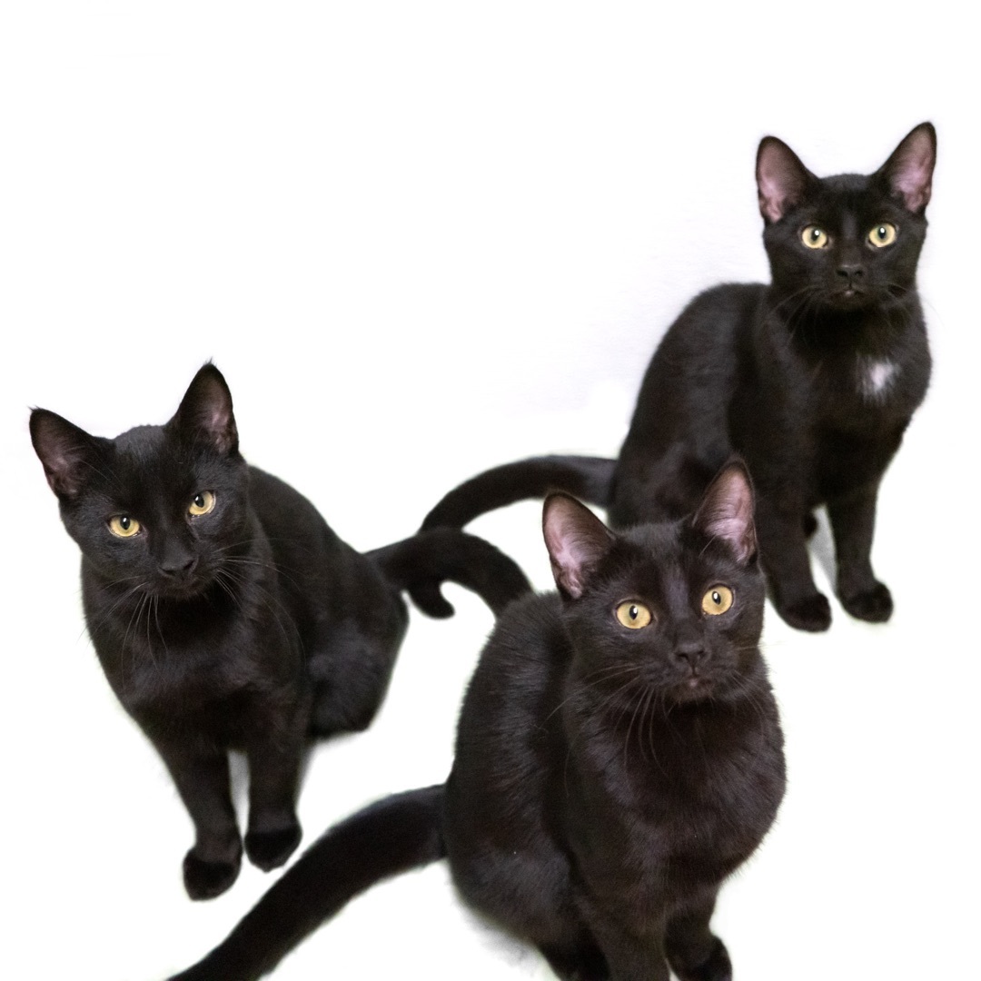 Gemini, a Adoptable Domestic Short Hair in Rochester, NY image 3/10