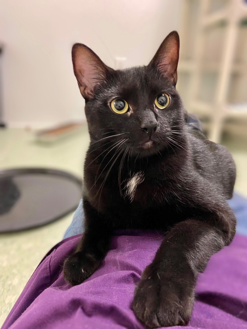 Gemini, a Adoptable Domestic Short Hair in Rochester, NY image 4/10