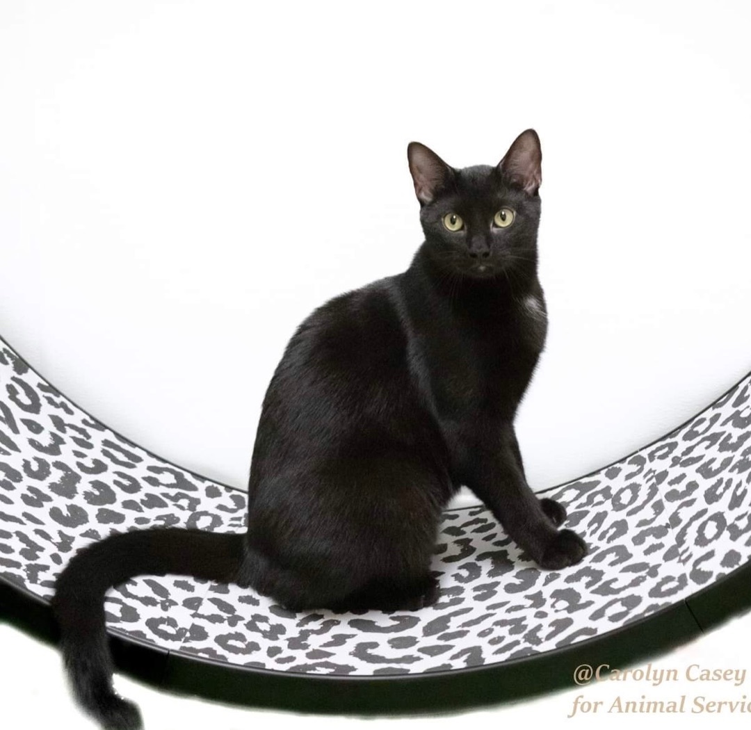 Gemini, a Adoptable Domestic Short Hair in Rochester, NY image 5/10