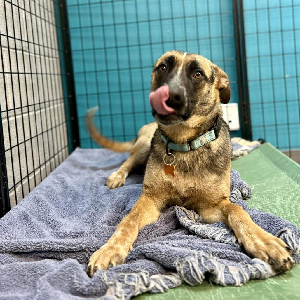 Alder, a Adoptable Mixed Breed in Bend, OR image 1/6