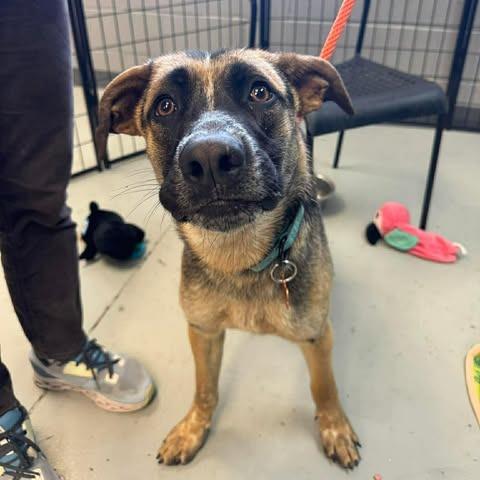Alder, a Adoptable Mixed Breed in Bend, OR image 2/6