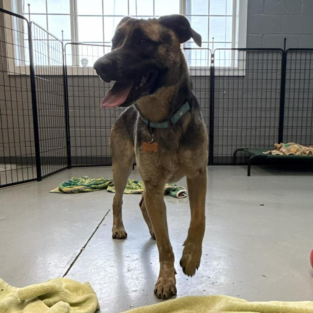 Alder, a Adoptable Mixed Breed in Bend, OR image 3/6