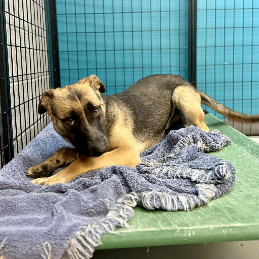Alder, a Adoptable Mixed Breed in Bend, OR image 4/6