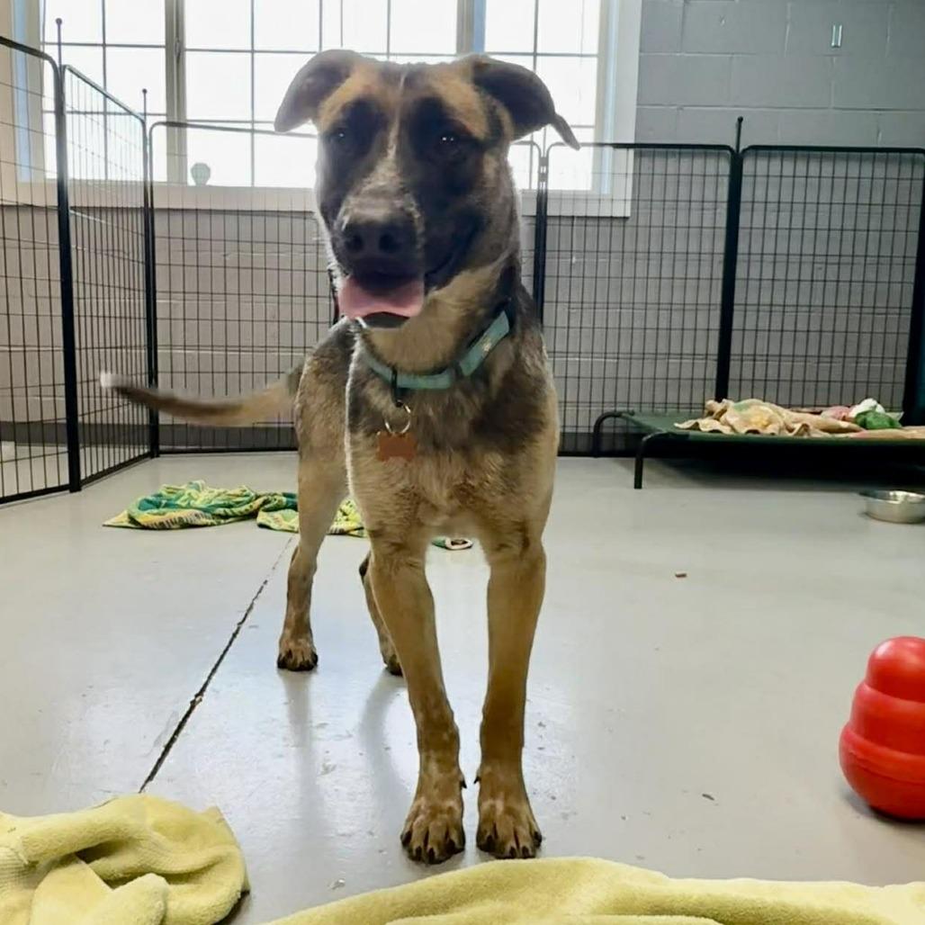 Alder, a Adoptable Mixed Breed in Bend, OR image 5/6