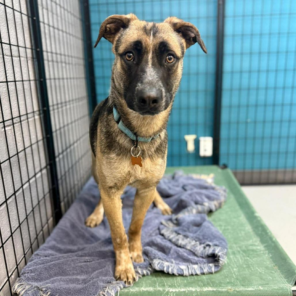 Alder, a Adoptable Mixed Breed in Bend, OR image 6/6
