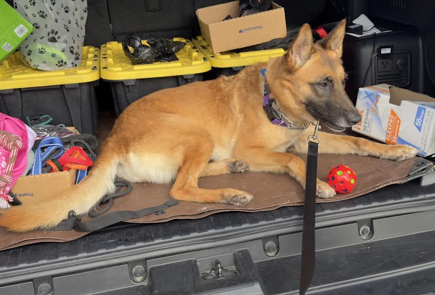 Enlarge Athena, a Adoptable Belgian Shepherd / Malinois in Irvine, CA image 1/3