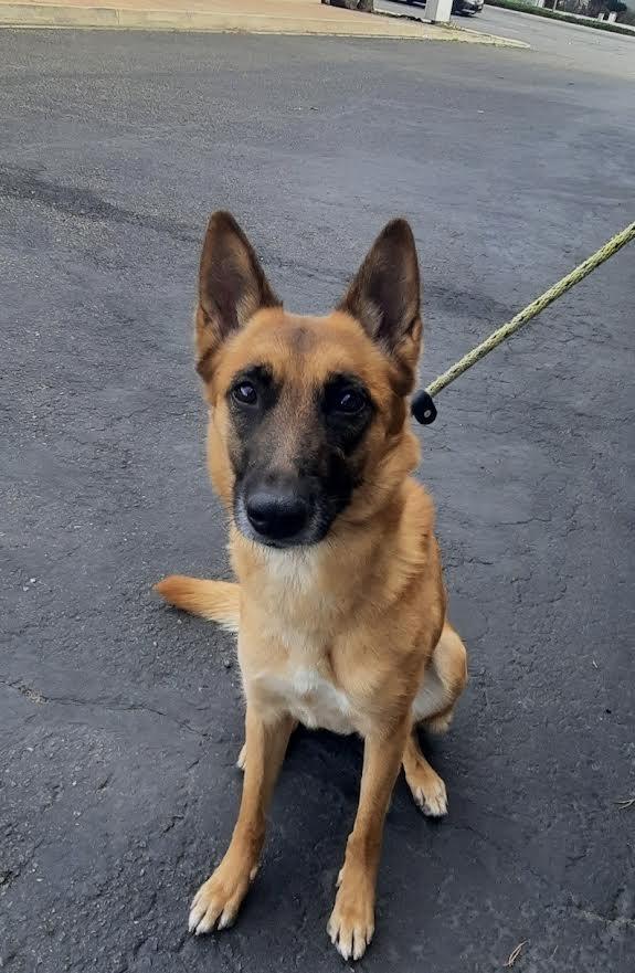 Enlarge Athena, a Adoptable Belgian Shepherd / Malinois in Irvine, CA image 2/3