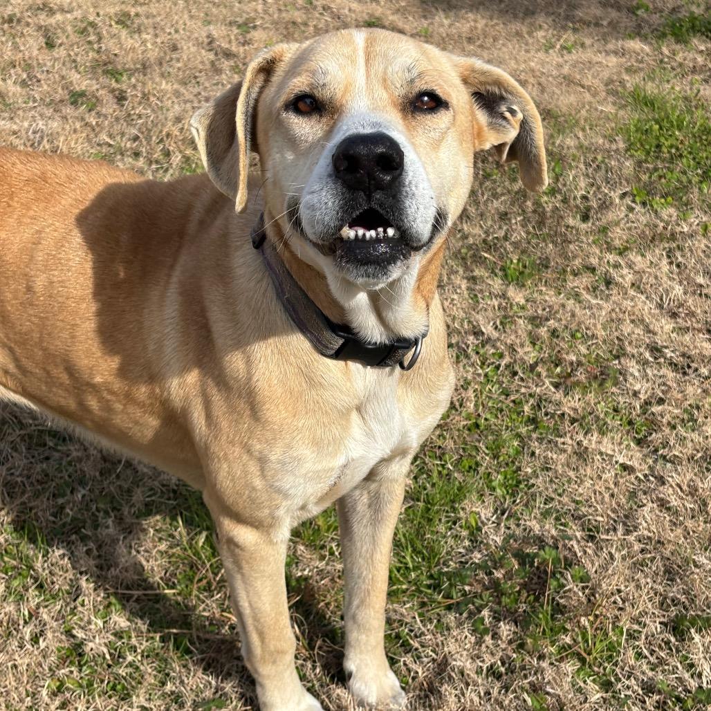 Enlarge Beige, a Adoptable mixed breed in League City, TX image 1/6