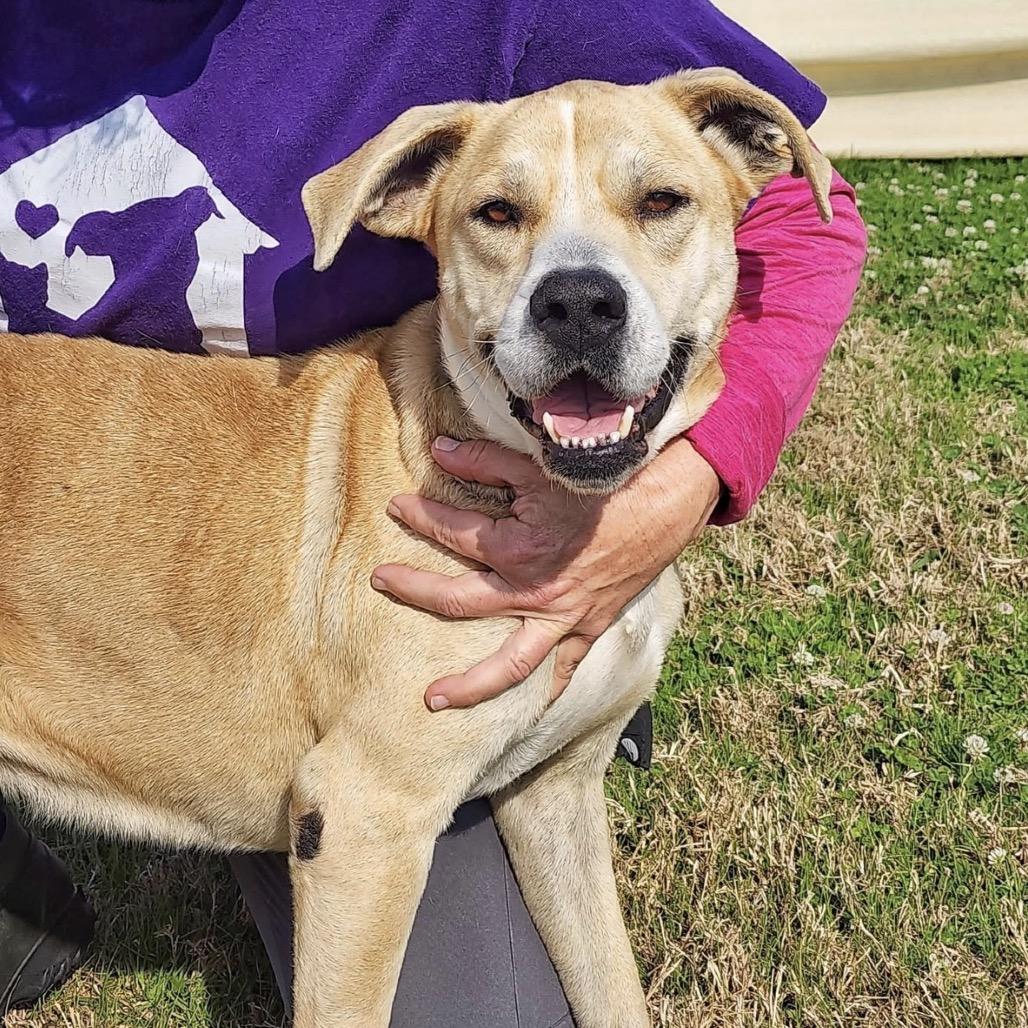 Enlarge Beige, a Adoptable mixed breed in League City, TX image 2/6