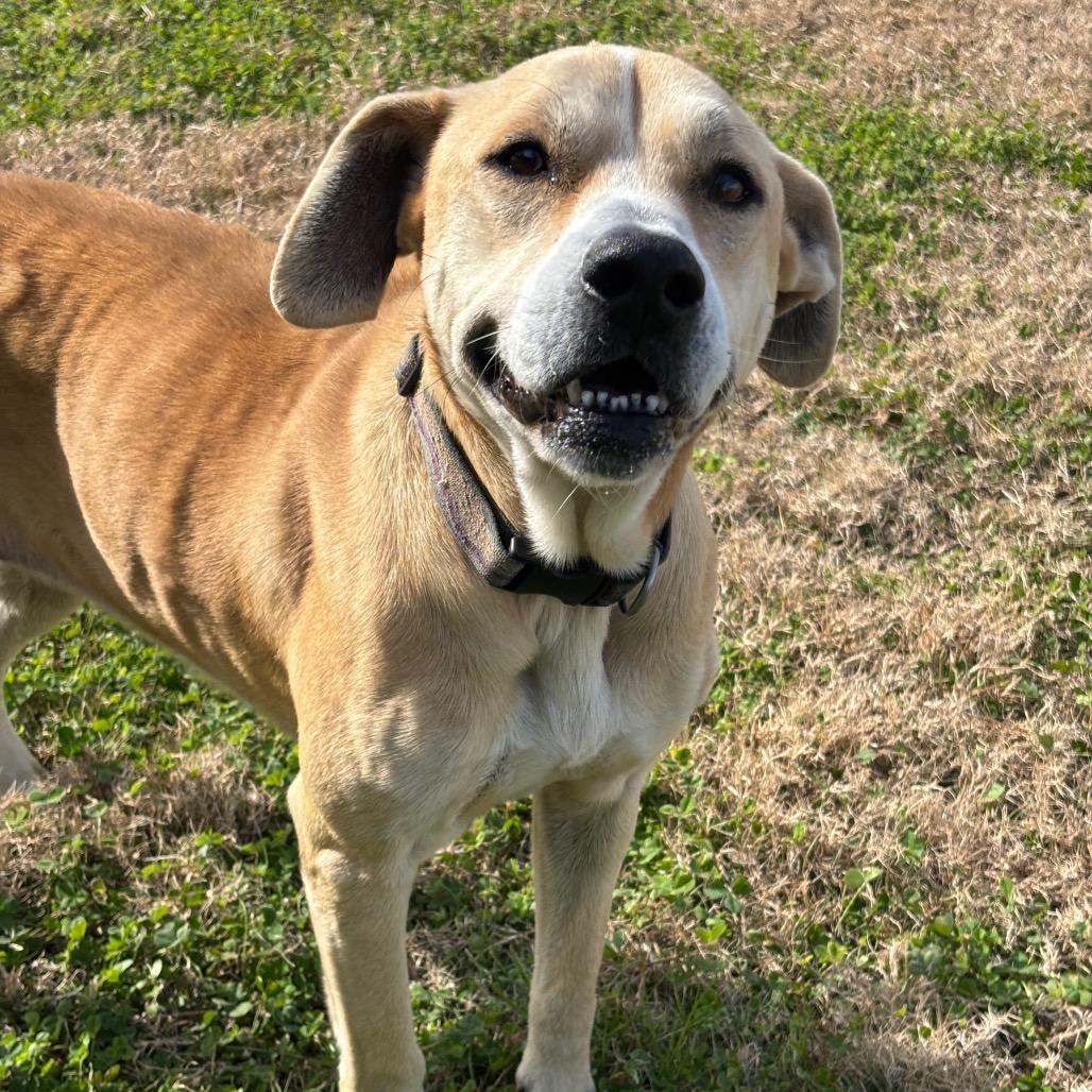 Enlarge Beige, a Adoptable mixed breed in League City, TX image 3/6