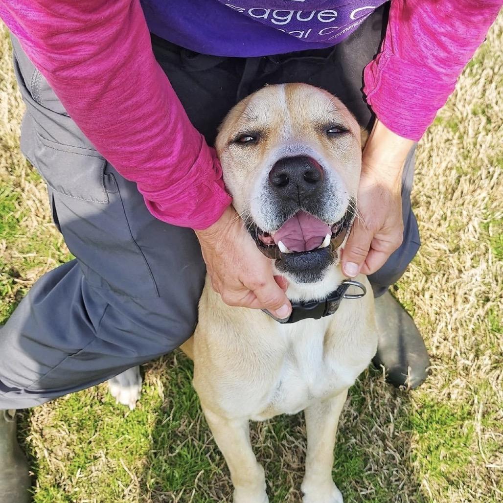 Enlarge Beige, a Adoptable mixed breed in League City, TX image 4/6