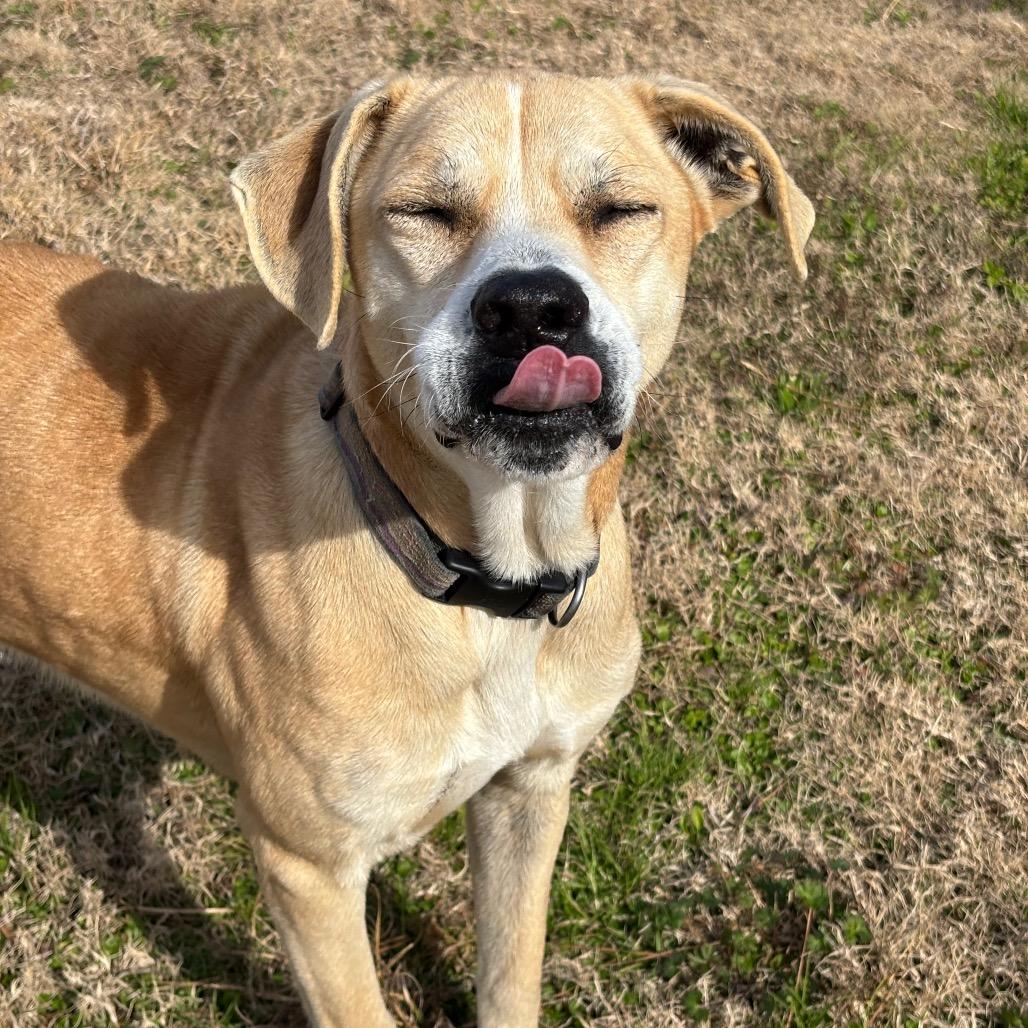 Enlarge Beige, a Adoptable mixed breed in League City, TX image 5/6